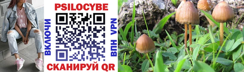 Галлюциногенные грибы Psilocybe  Камбарка 